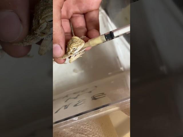 Skinny receiving critical care #explorepage #cute #beardeddragon #shorts #reptile #animals #wow