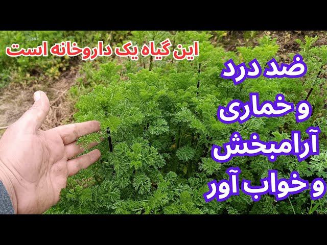 آرامبخش طبیعی و تسکین دهنده قوی برای رفع خستگی ،درد و بیخوابی