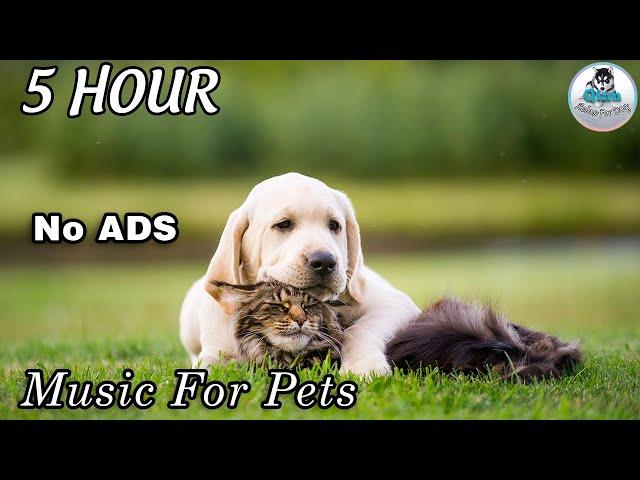 [NO ADS] Soothing Music to Relax Your Dog! Calm Your Dog and Combat Anxiety! | Qinn