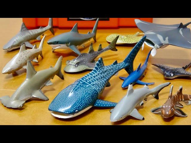 Dangerous Shark Great White Shark and Big Whale Shark Shark Shark Friends 3D Picture Book Figure Box