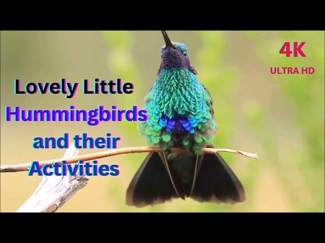 Beautiful Hummingbirds and Their  Activities with Original Voice | Stress Relief & Healing Ambiance