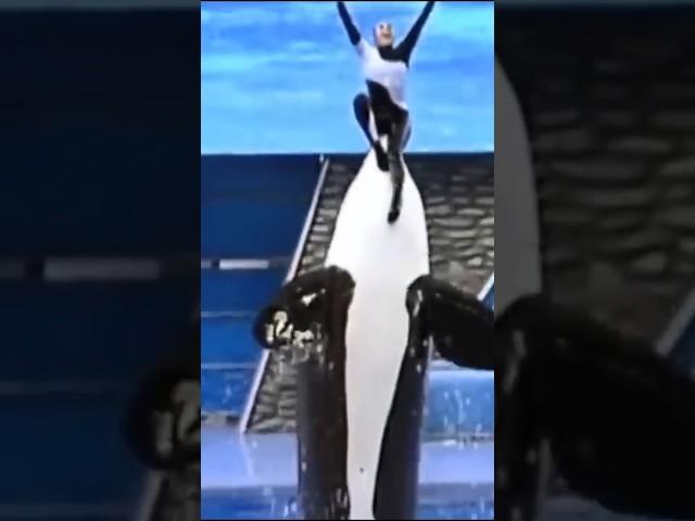 This Killer Whale RIPPED Her Trainer Dawn Brancheau