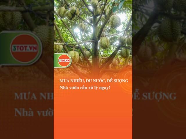 Mưa nhiều, dư nước dễ sượng! Nhà vườn cần xử lý ngay! #saurieng #shorts #shortsvideo