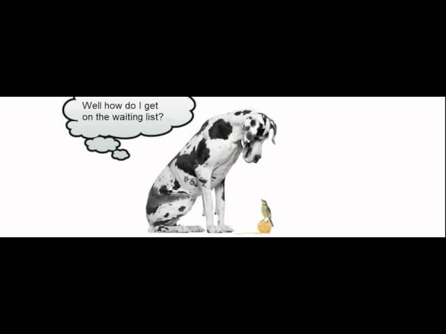 Great Dane Puppies for Sale in Texas