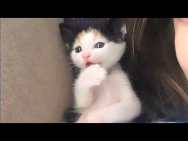 The kitten abandoned by mom, freezing cold and hungry