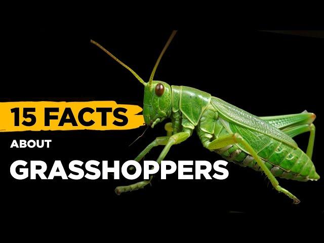 15 Fascinating Facts About Grasshoppers