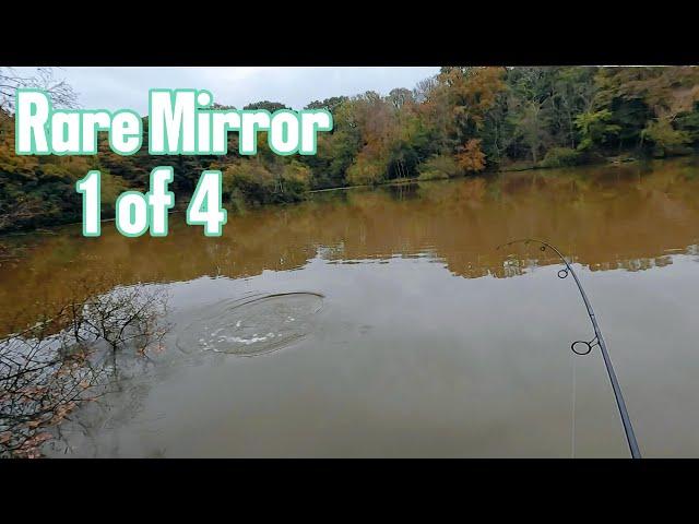 carp fishing, estate lake, mirror carp, session 3