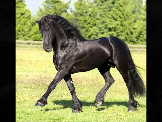 Excalibur Breeding Center's Friesian stallion roster for 2015