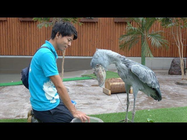 Shoebill getting meal from her favorite keeperだいすきな飼育員さんにごはんをもらうハシビロコウのふたば!