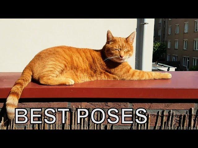 Alvi cat : 10 great cat poses!