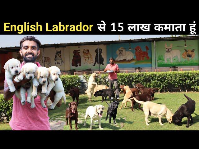 शौक के साथ युवा कर रहा हैं लाखों की कमाई | English Labrador Kennel | Labrador Retriever | Dog Farm