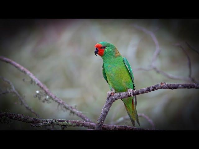 Lorikeets the magical birds of Australia