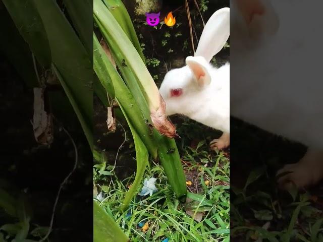 Cute rabbit Short video like and subscribe #viral#trending#popular#rabbit#shorts