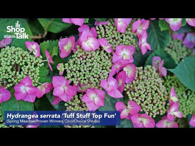New Variety Sneak Peek With Spring Meadow