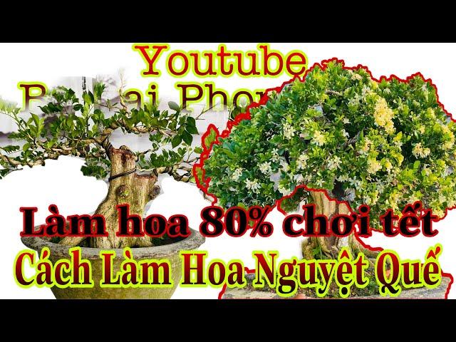 cách làm hoa cho nguyệt quế nỡ rộ chơi tết | cách nuôi nguyệt quế nhanh tốt trong gian đoạn chăm sóc
