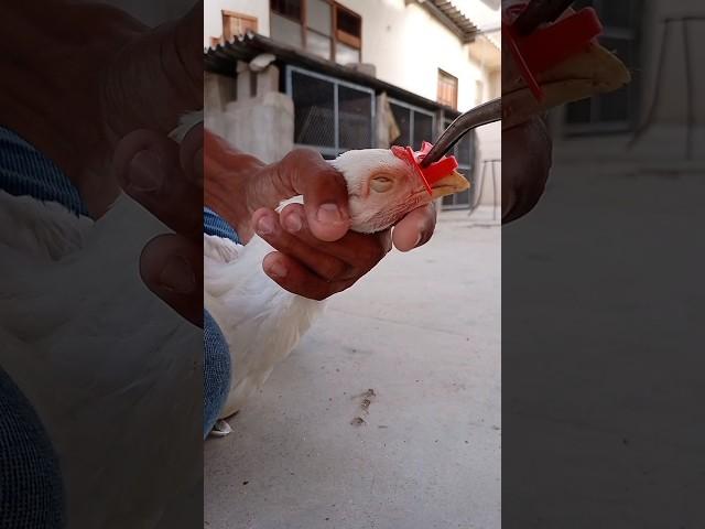 nose Clip for hen#chicken #views #viral #life #hen #video