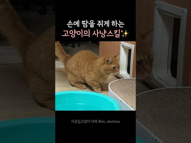 우리집 고양이의 사냥실력