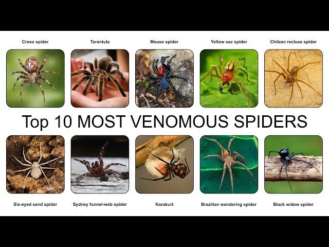 Top 10 MOST VENOMOUS SPIDERS