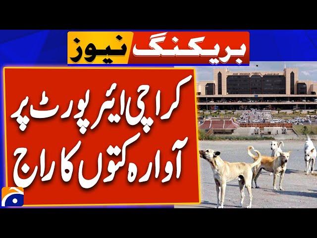 Stray dogs put safety concerns at Karachi Airport - Geo News