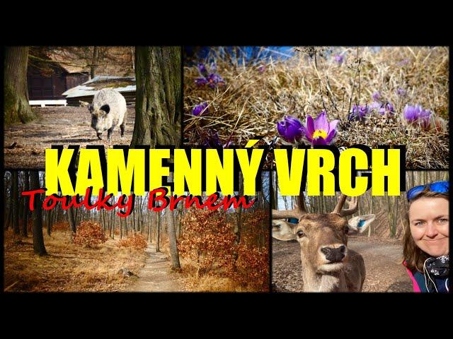 Toulky Brnem: Kamenný vrch. Jak to vypadá na Koniklecové louce a v oboře Holedná? vlog 2022