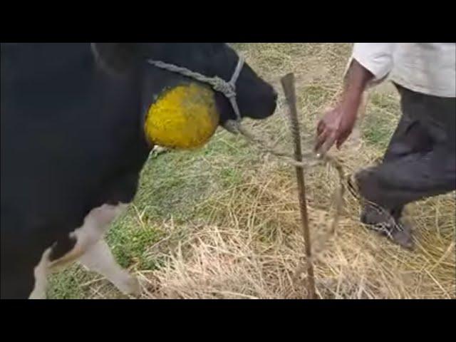 HOW VET TREATED LUMPHY JAW (ACTINOMYCOSIS) COW WITH SEVERE FEEDING DIFFICULTIES AND SEVERE ABSCESS