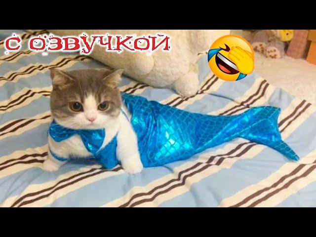 Funny Animal Videos 2024 - Funniest Dogs and Cats Videos #225