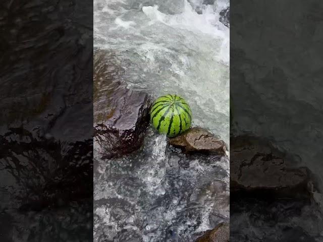 Look, I found watermelons in the creek.