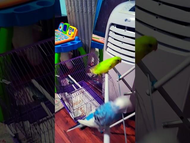 Playing #birds #lovebirds #cute