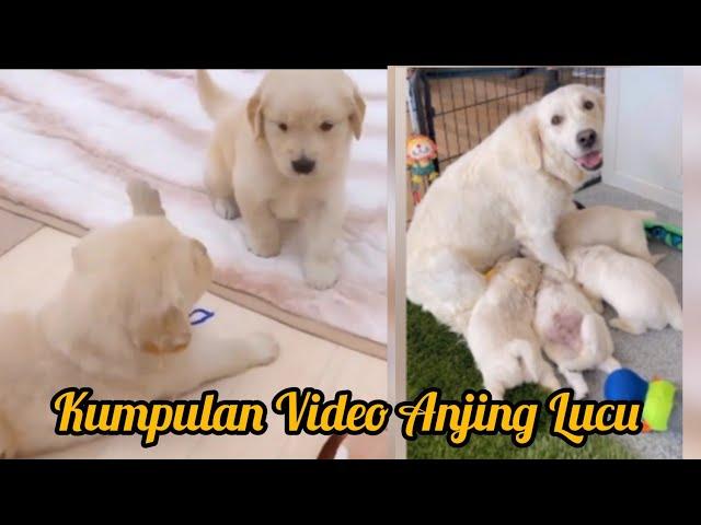 Kumpulan Video Anjing Lucu