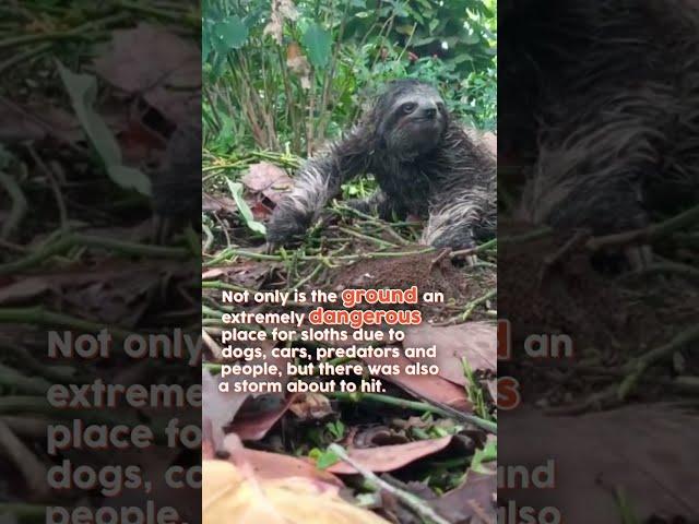 Meet Mango: The Cutest Baby Sloth!