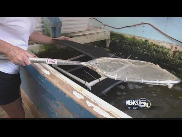 Bull Minnows fly off Bait Shop Shelves