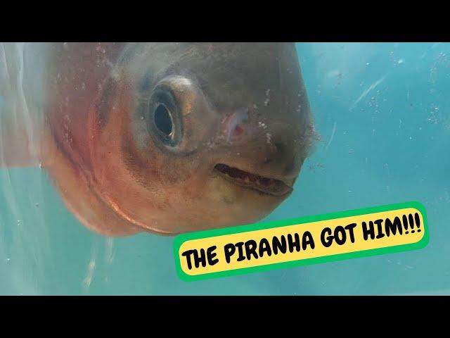 Pacu Tank Move After Piranha Attack (Snake Island Exotics) #fish #predator #piranha #rescue #pets