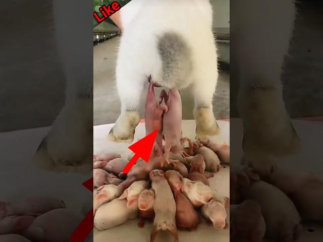 how the rabbit giving births baby ! #amazing #shorts  #rabbitgivingbirth #shortsfeed