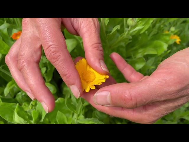 Identifying, Growing + Harvesting Calendula