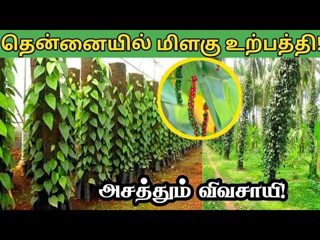 வறட்சியான நிலத்தில் மிளகு சாகுபடி! ஆண்டுக்கு 9 லட்சம் வருமானம் | Black Pepper Cultivation