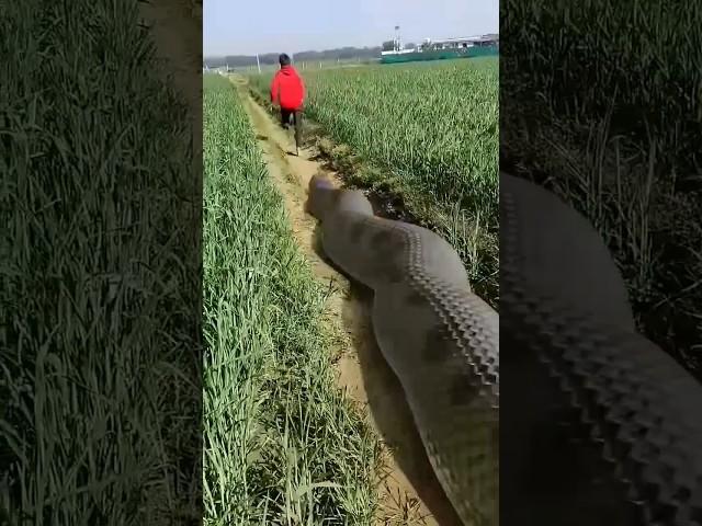 Anaconda Snake Chasing Boy video #shorts