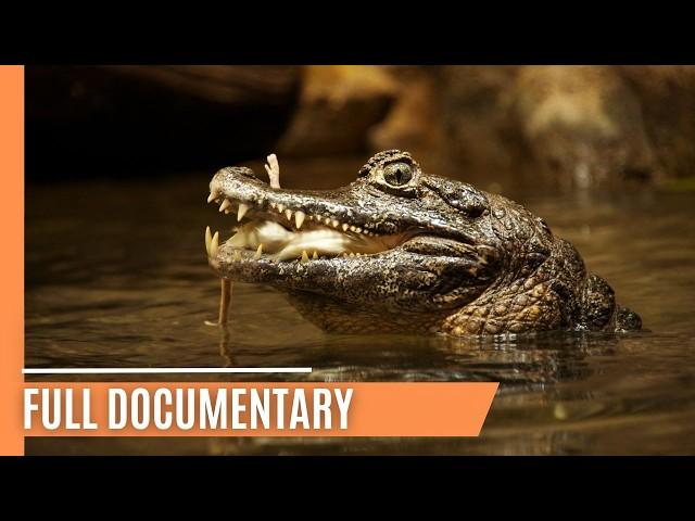 Discovering the Secret Lives of Crocodilians | Full Documentary