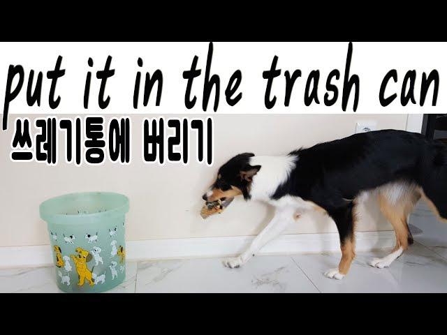 7개월 퍼피 트레이닝 쓰레기 버리기 in the trash can / 보더콜리 티나 border collie TINA  강아지개인기