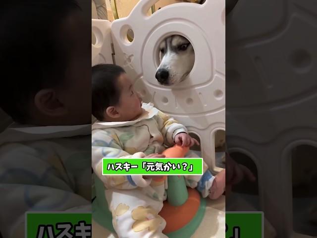 ハスキーさんの動画見て笑ったら寝ろwwwww #動物  #おもしろ動画