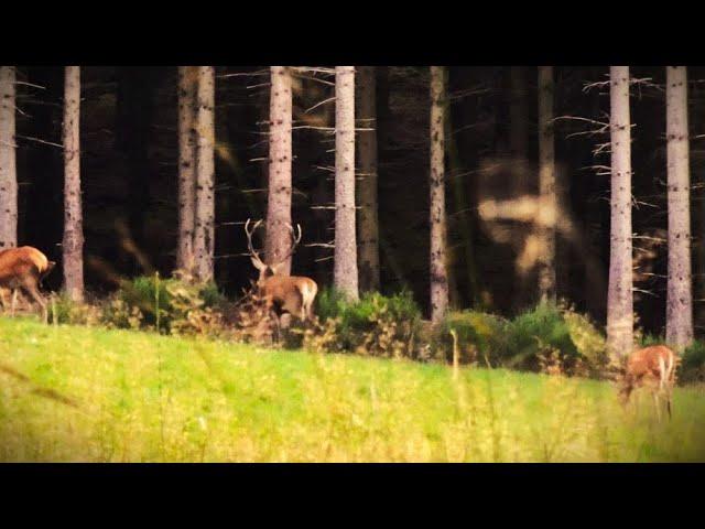 2024 Herbstwanderung-01 Hirschbrunft