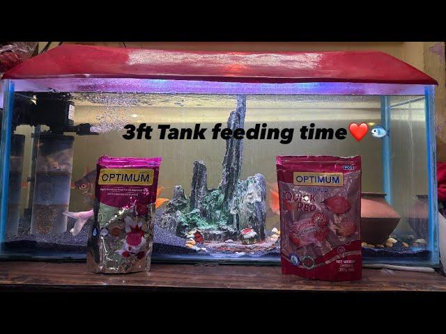 3ft Community Aquarium Feeding Time️#fishtankvlog #video #viralvideo #parrotfish #sharkfish