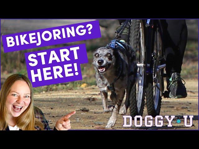 Bikejoring Equipment, Training, and Getting Started: Biking with Your Dog