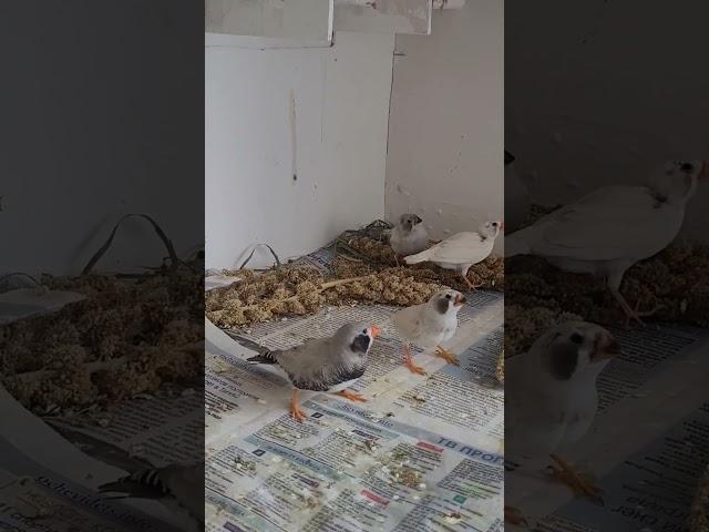 зебровые амадины гнездо2 пополнение #амадины #птицы #zebrafinches #shorts