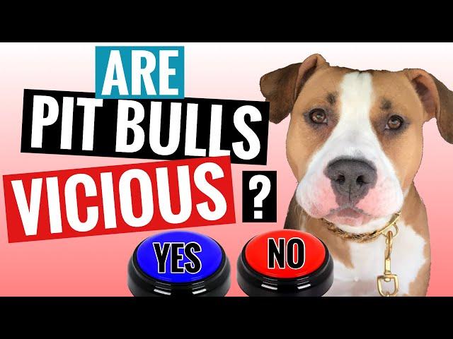 Dog Anwers Questions Using Talking Buttons [The Truth About Pit Bulls Pt1]