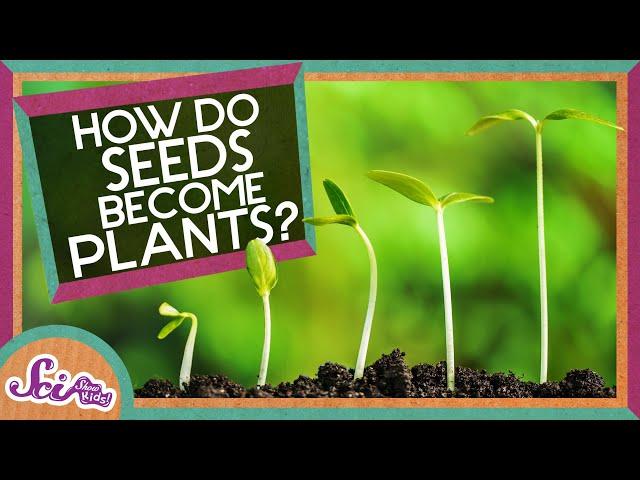 How Does A Seed Become A Plant? | Backyard Science | SciShow Kids