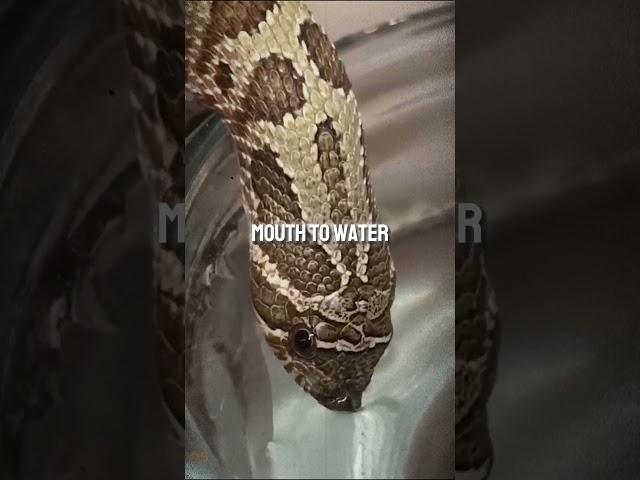 You Cannot Believe How a Snake Drink Water  #clips #podcast #lexfridman #jungle #shorts