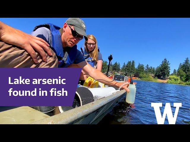 Arsenic make these south Puget Sound fish unsafe to eat