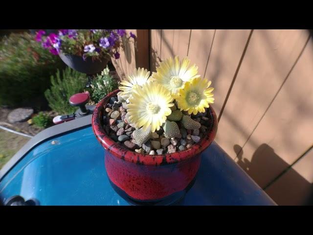 AoxTheGardener - Titanopsis Primosii Bloom Timelapse