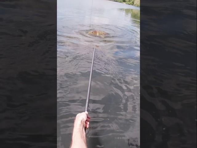Landing a stunning fully  #carpfishing #fishing #fish #angler #carp #carpangler #carpy #angling