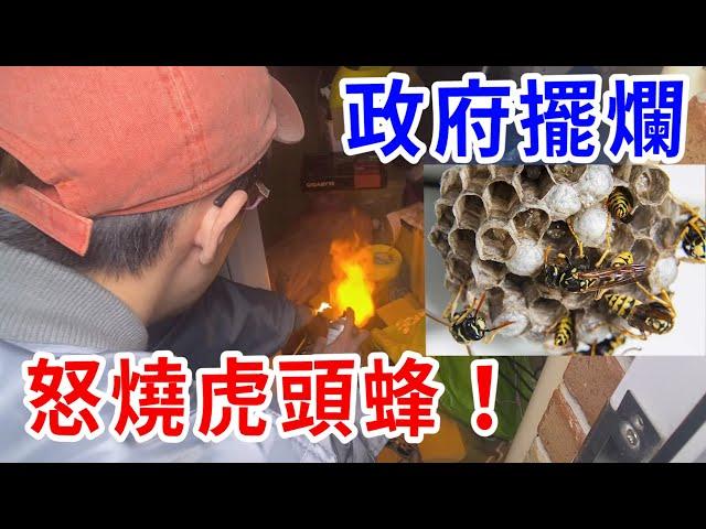 踢爆公家機關吃案！虎頭蜂入侵2個月竟不來處理！【好棒Bump】